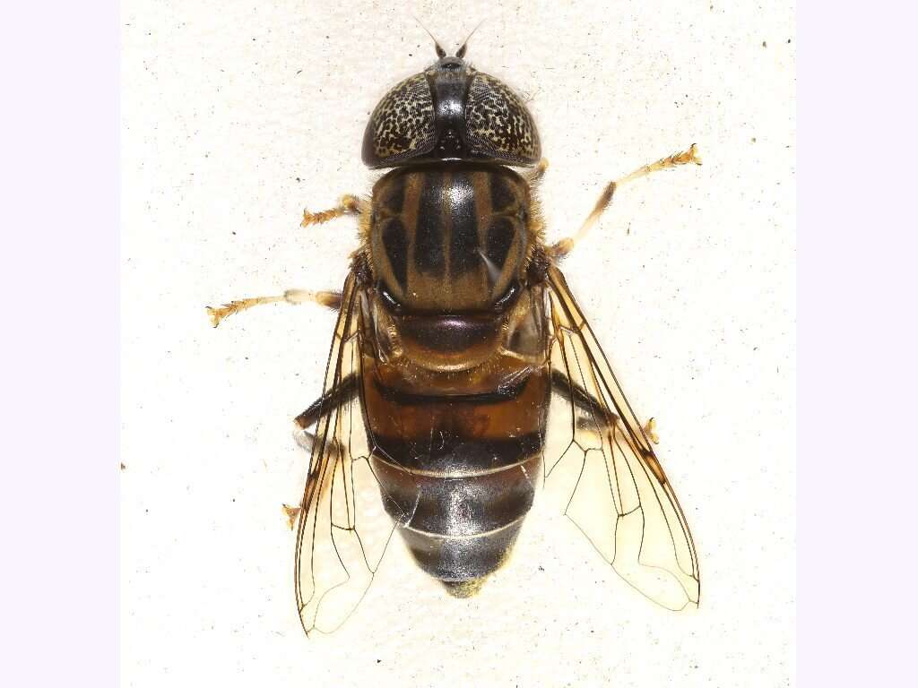 صورة Eristalinus aurulans (Wiedemann 1824)