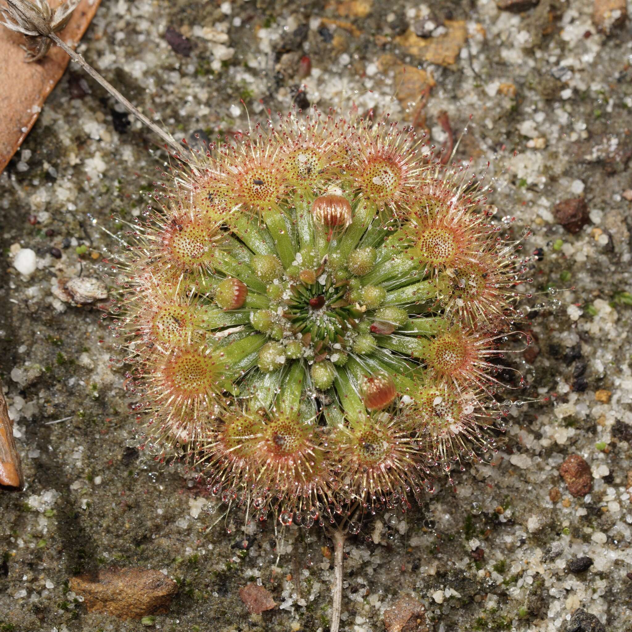 Image of Drosera platystigma Lehm.