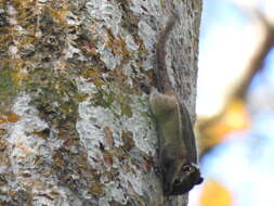 Image of Himalayan Striped Squirrel