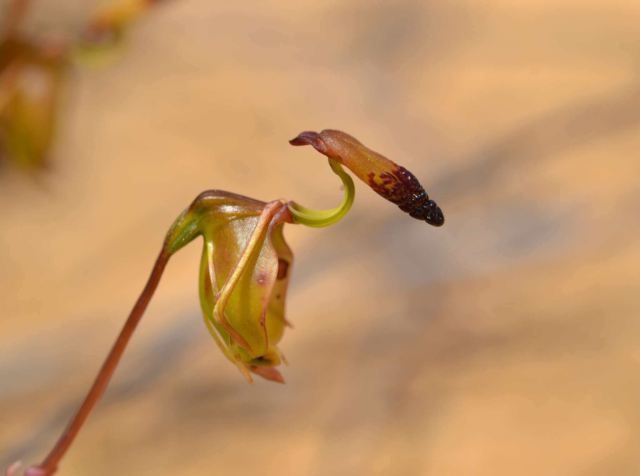 Image of Caleana alcockii (Hopper & A. P. Br.) M. A. Clem.