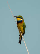 Image of Blue-breasted Bee-eater