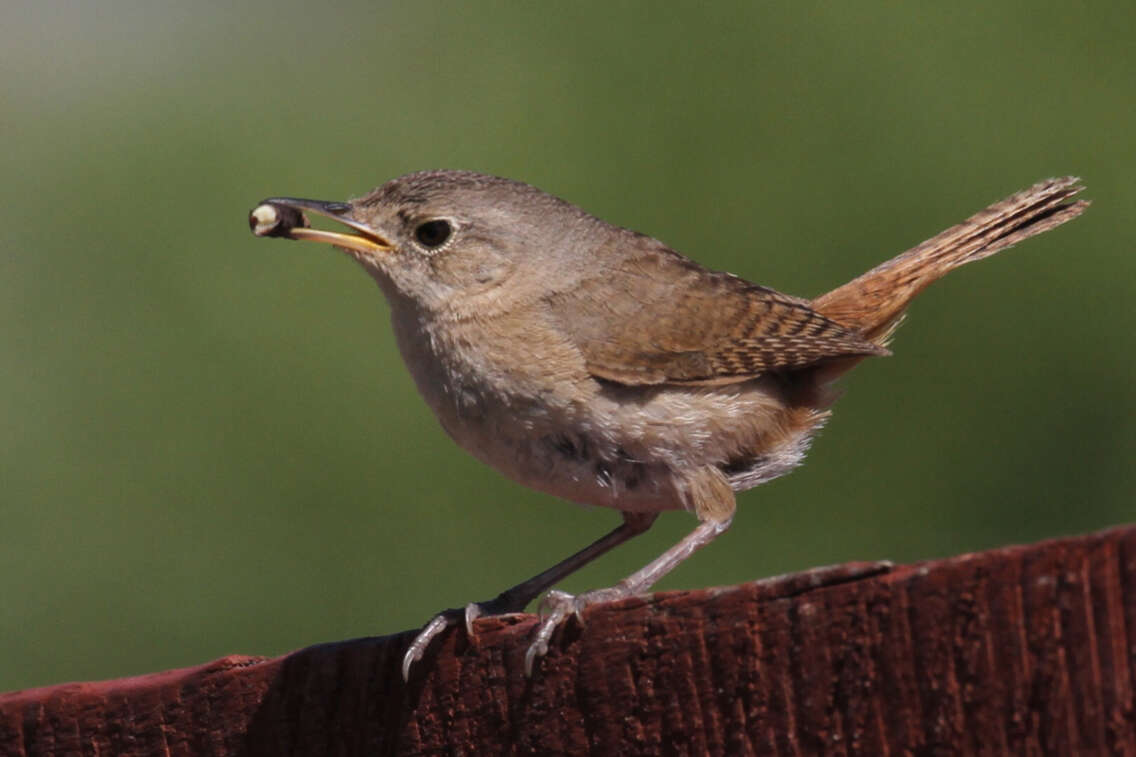 Image of Troglodytes aedon chilensis Lesson & R 1830