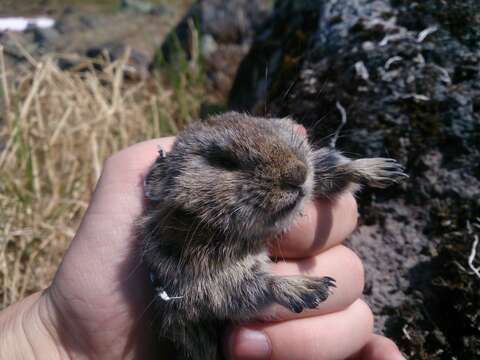 Image of Northern Pika