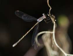 Image of Carolina Spreadwing