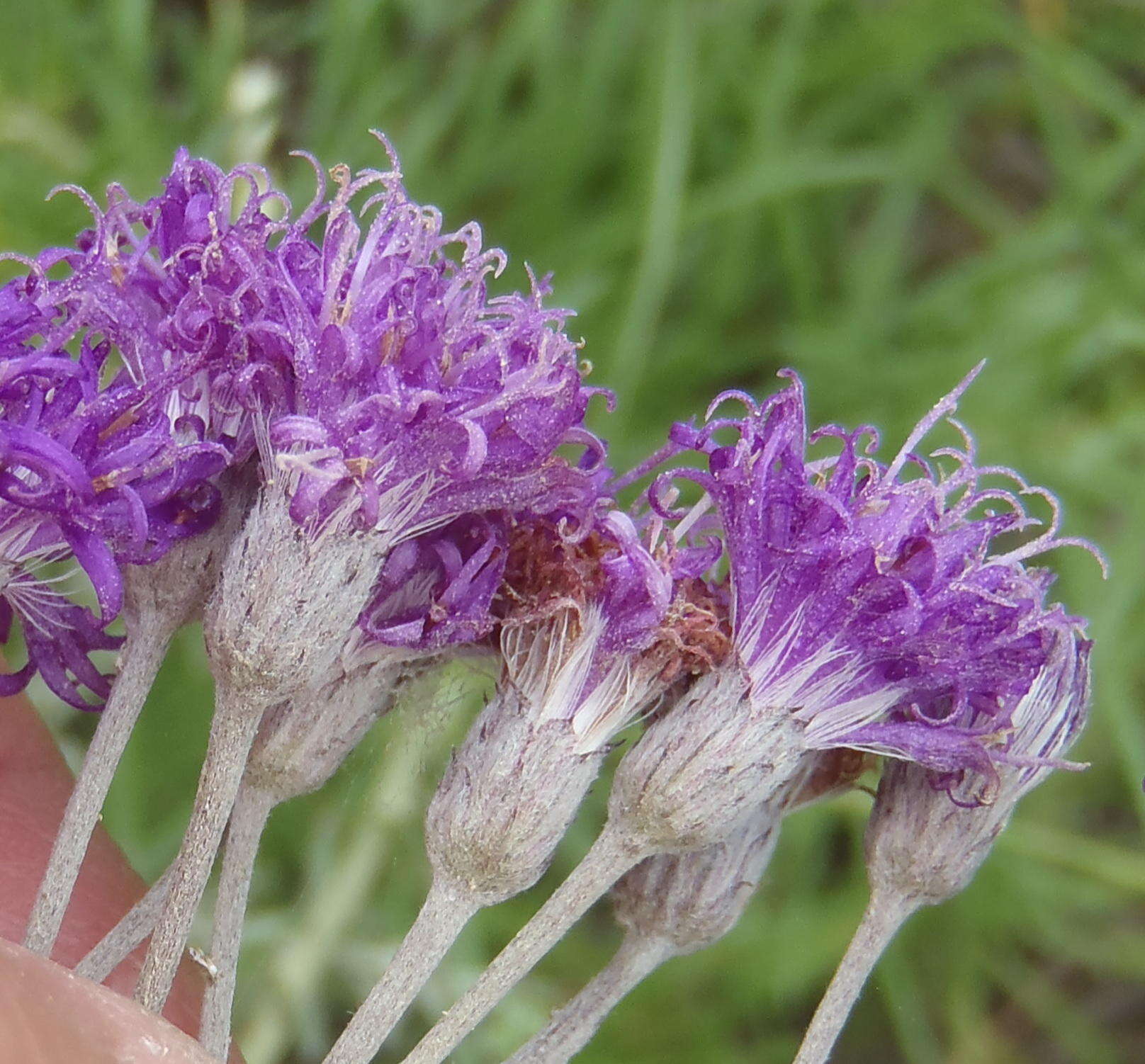 Imagem de Hilliardiella capensis (Houtt.) H. Rob., Skvarla & V. A. Funk