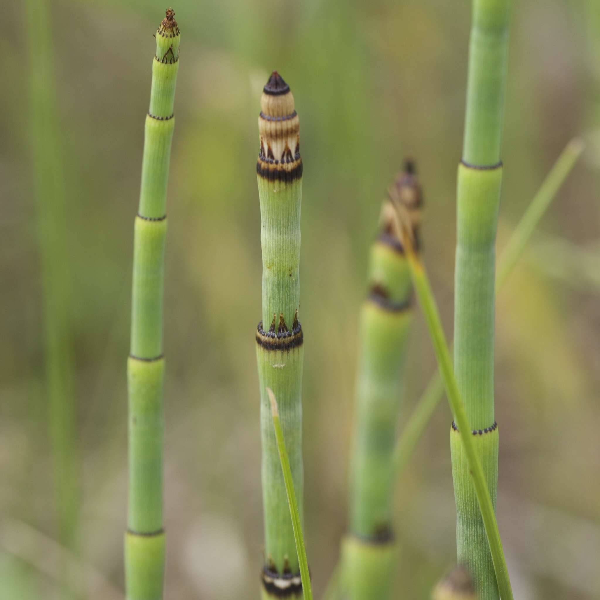 Image of smooth horsetail