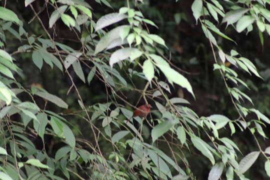 Image of Red-crowned Ant Tanager