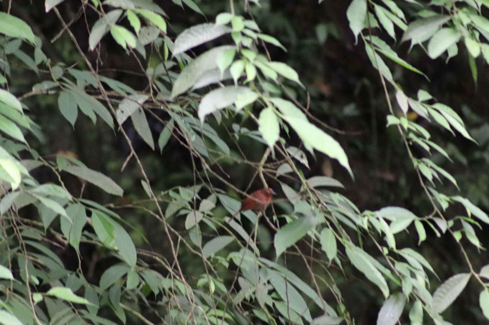 Image of Red-crowned Ant Tanager