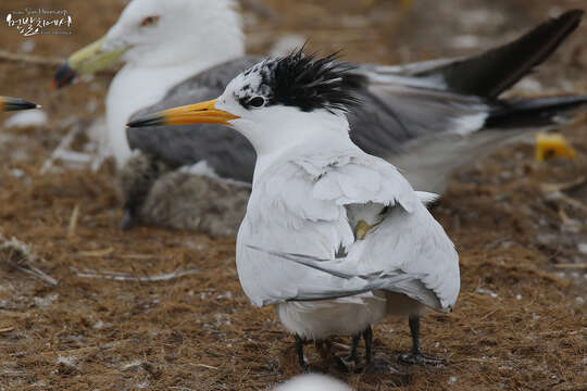 Image of Chinese Crested Tern