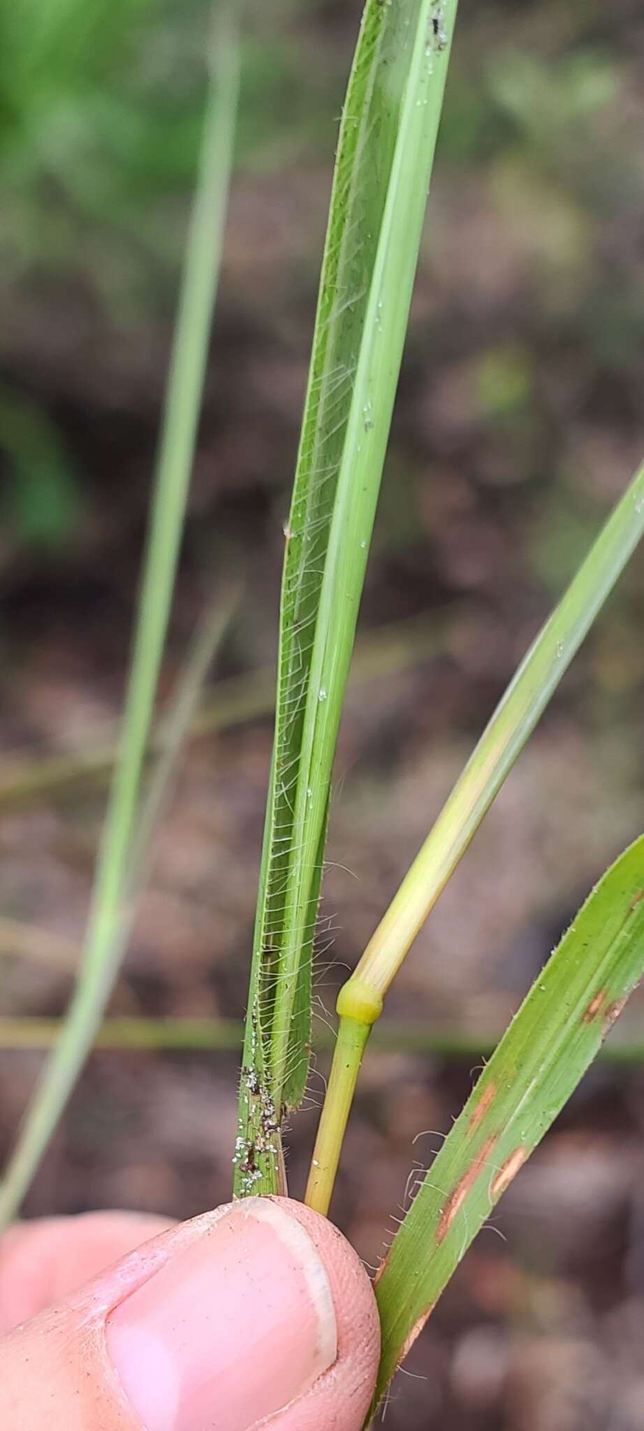 Plancia ëd Chrysopogon pauciflorus (Chapm.) Benth. ex Vasey