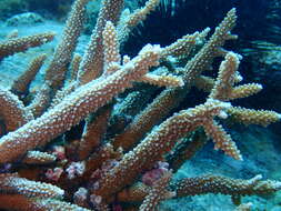 Sivun Acropora intermedia (Brook 1891) kuva