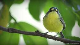 Image of Gray-headed Tody-Flycatcher