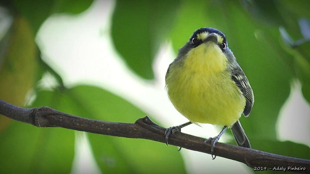 Image of Gray-headed Tody-Flycatcher