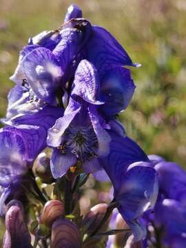 Imagem de Aconitum variegatum L.