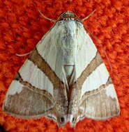 صورة Eulepidotis julianata Stoll 1787