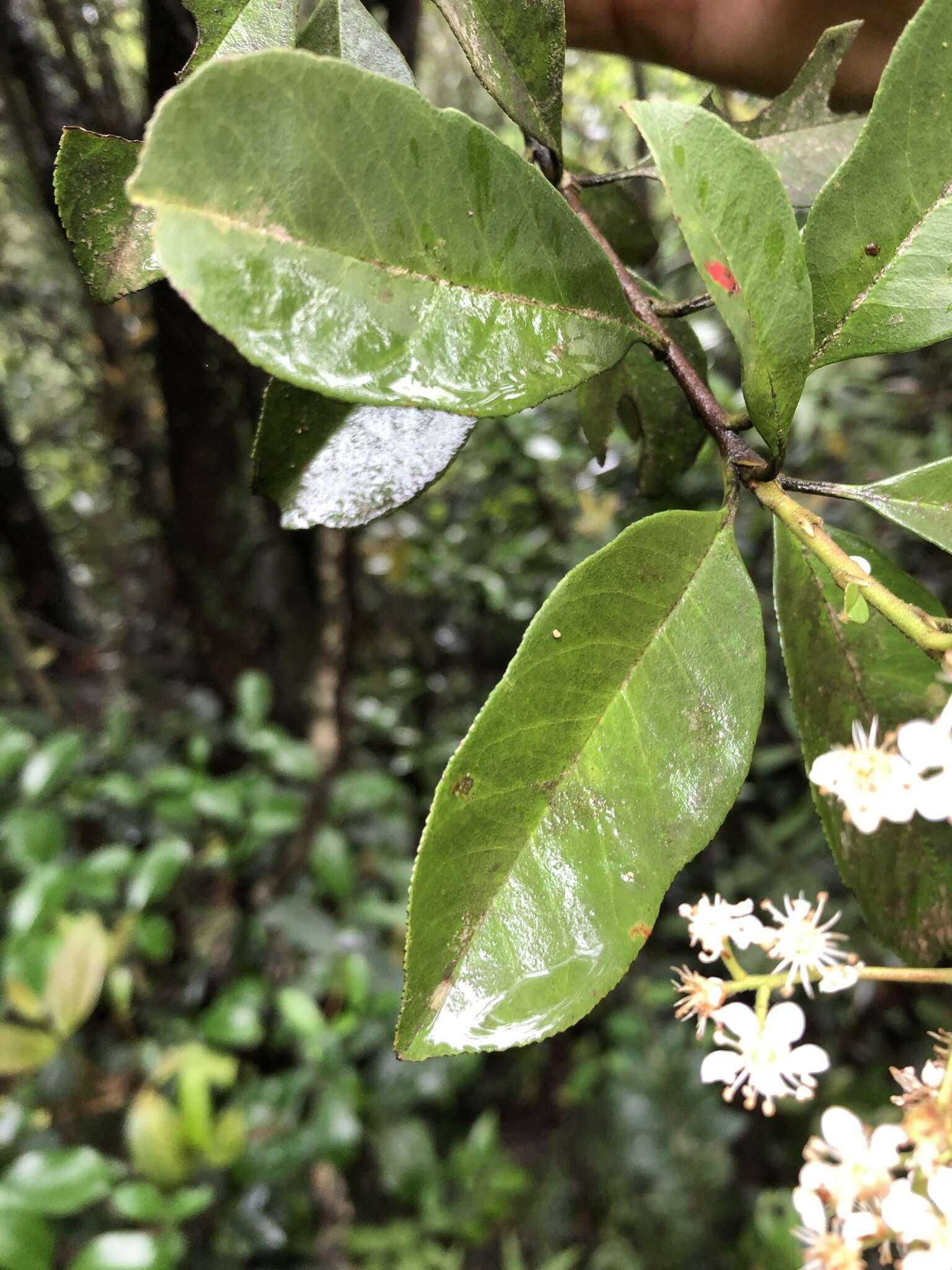 Слика од Photinia raupingensis K. C. Kuan