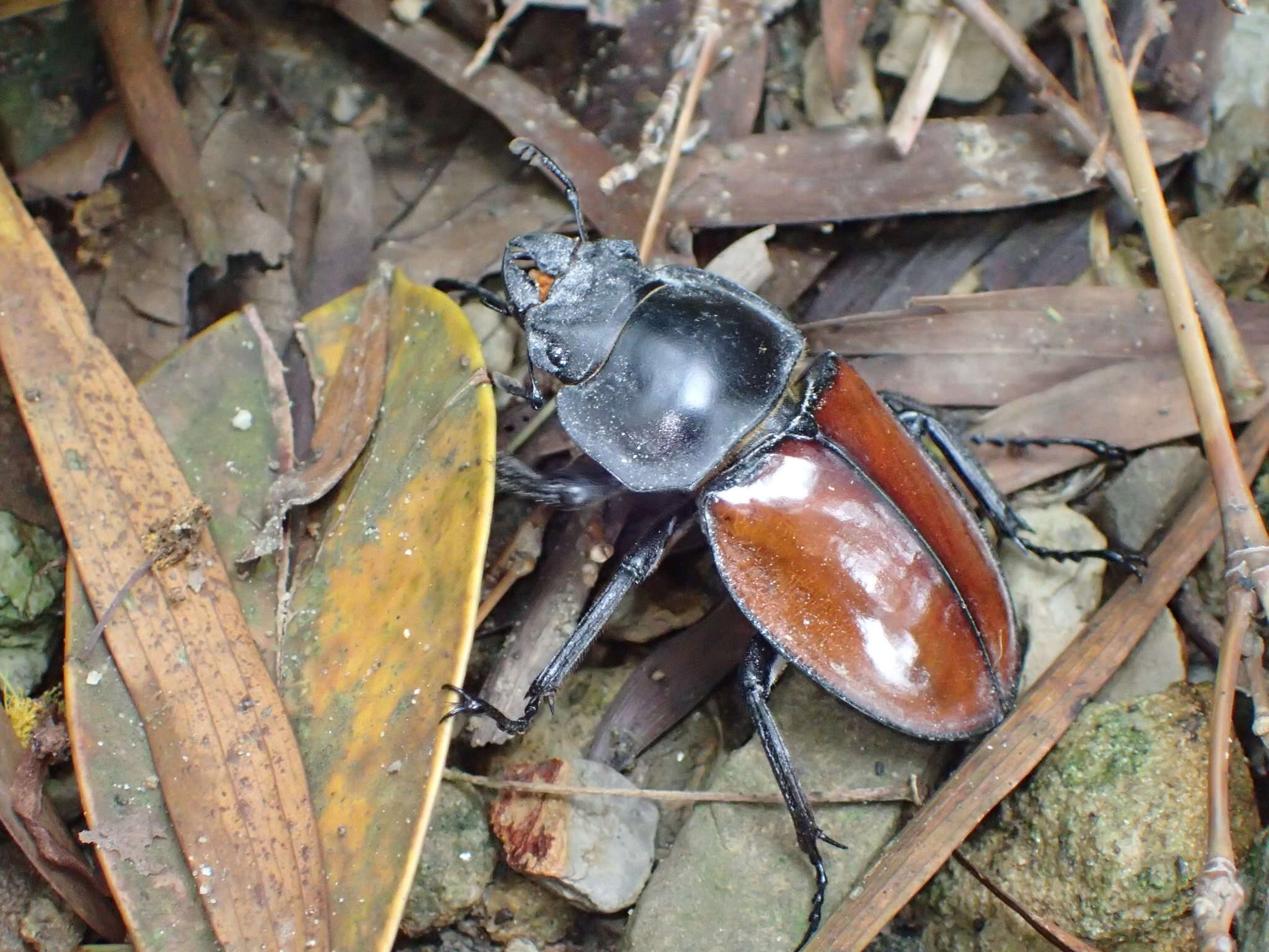 Image of Neolucanus swinhoei Bates 1866