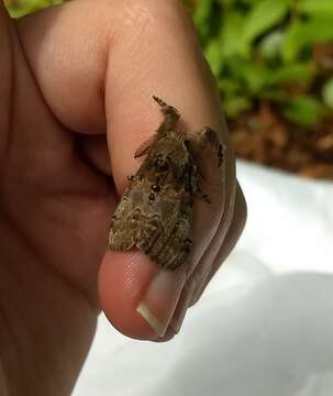 Image of Cinnamon Tussock Moth