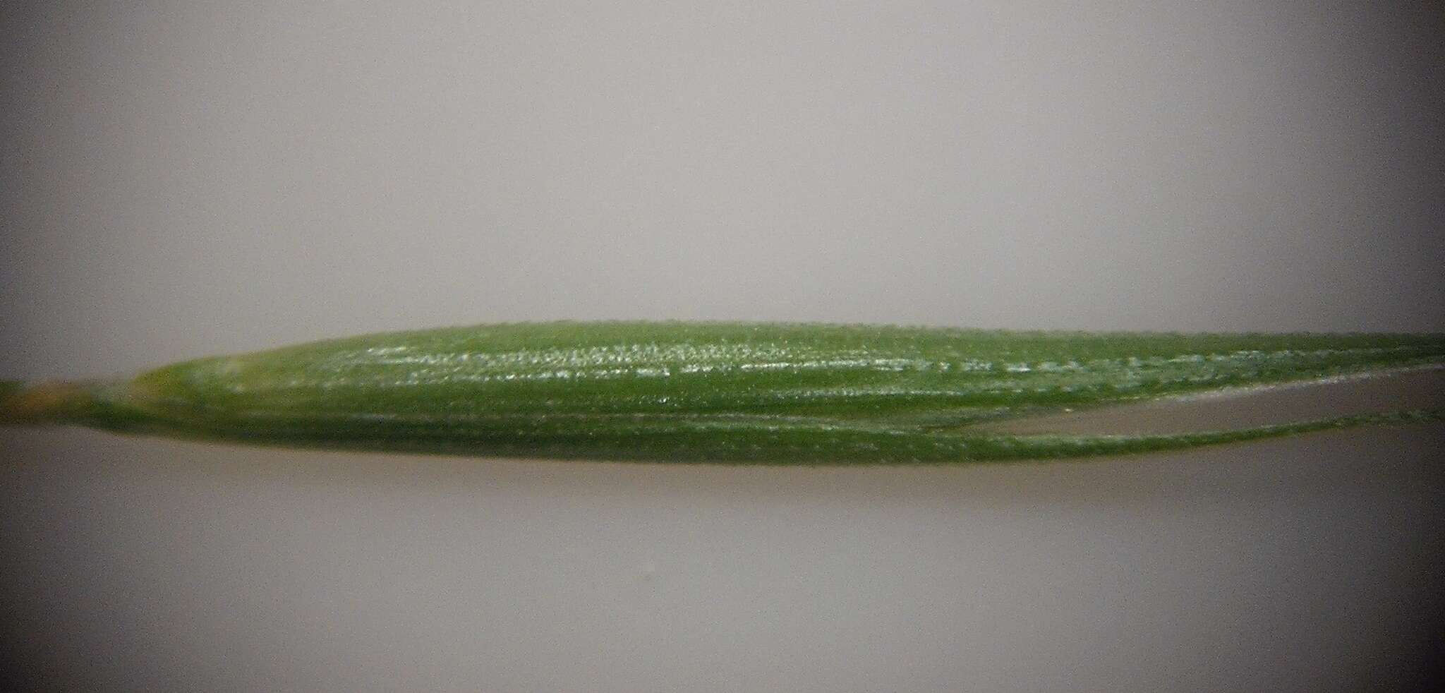 Image of Weeping Grass