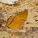 Charaxes distanti Honrath 1885 resmi