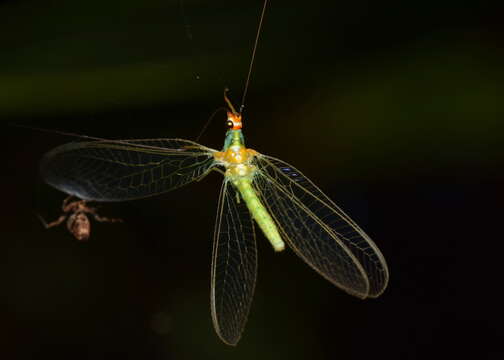 Image of Plesiochrysa atalotis (Banks 1910)