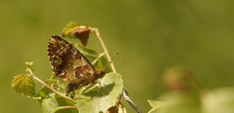 Image of cranberry fritillary