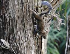 Image of Deppe's Squirrel