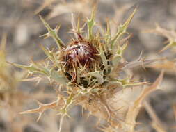 Image of Carlina lanata L.