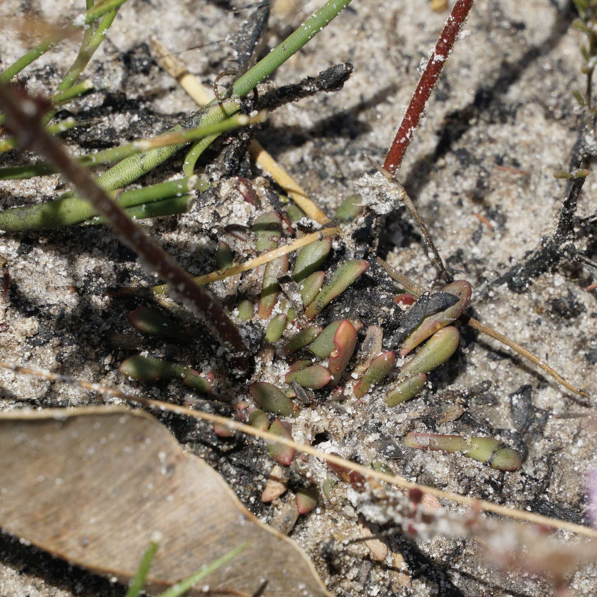 Image of Stylidium assimile R. Br.