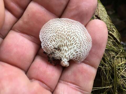 Echinochaete maximipora Sotome & T. Hatt. 2009 resmi