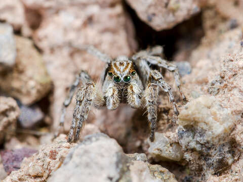 Image of Aelurillus nenilini Azarkina 2002