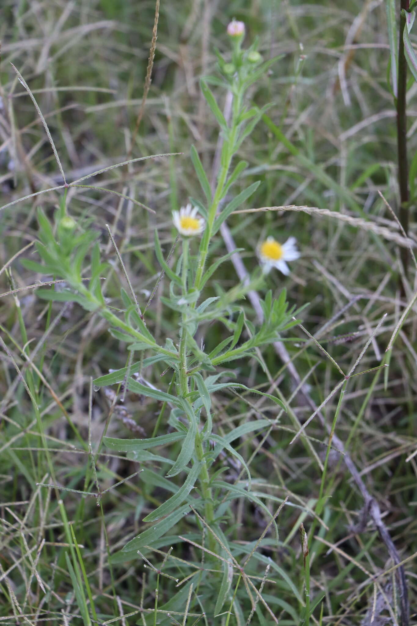 Image of Hysterionica resinosa