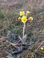 Image of Tephroseris integrifolia subsp. maritima (Syme) B. Nord.