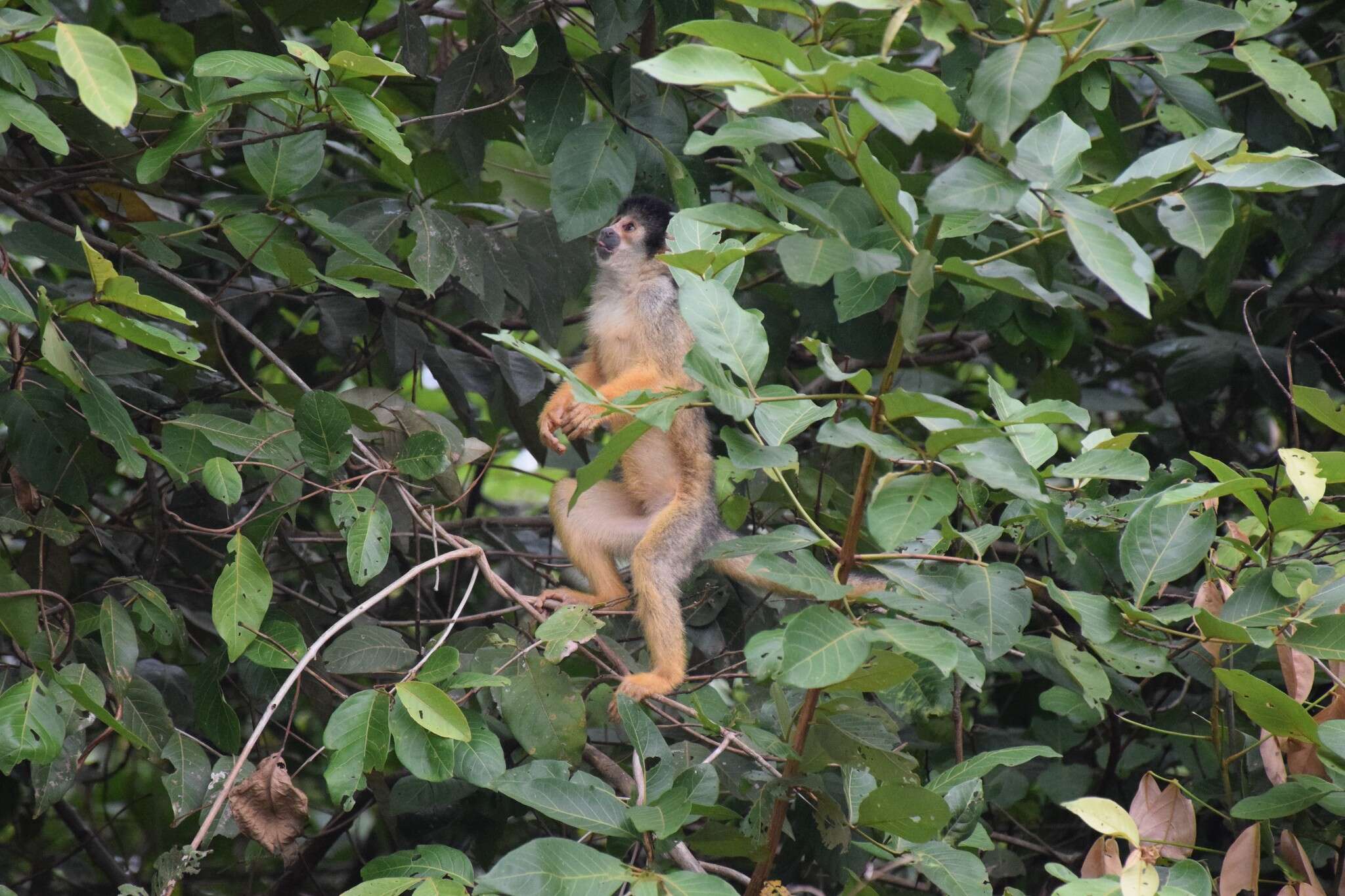 Image of Bolivian squirrel monkey