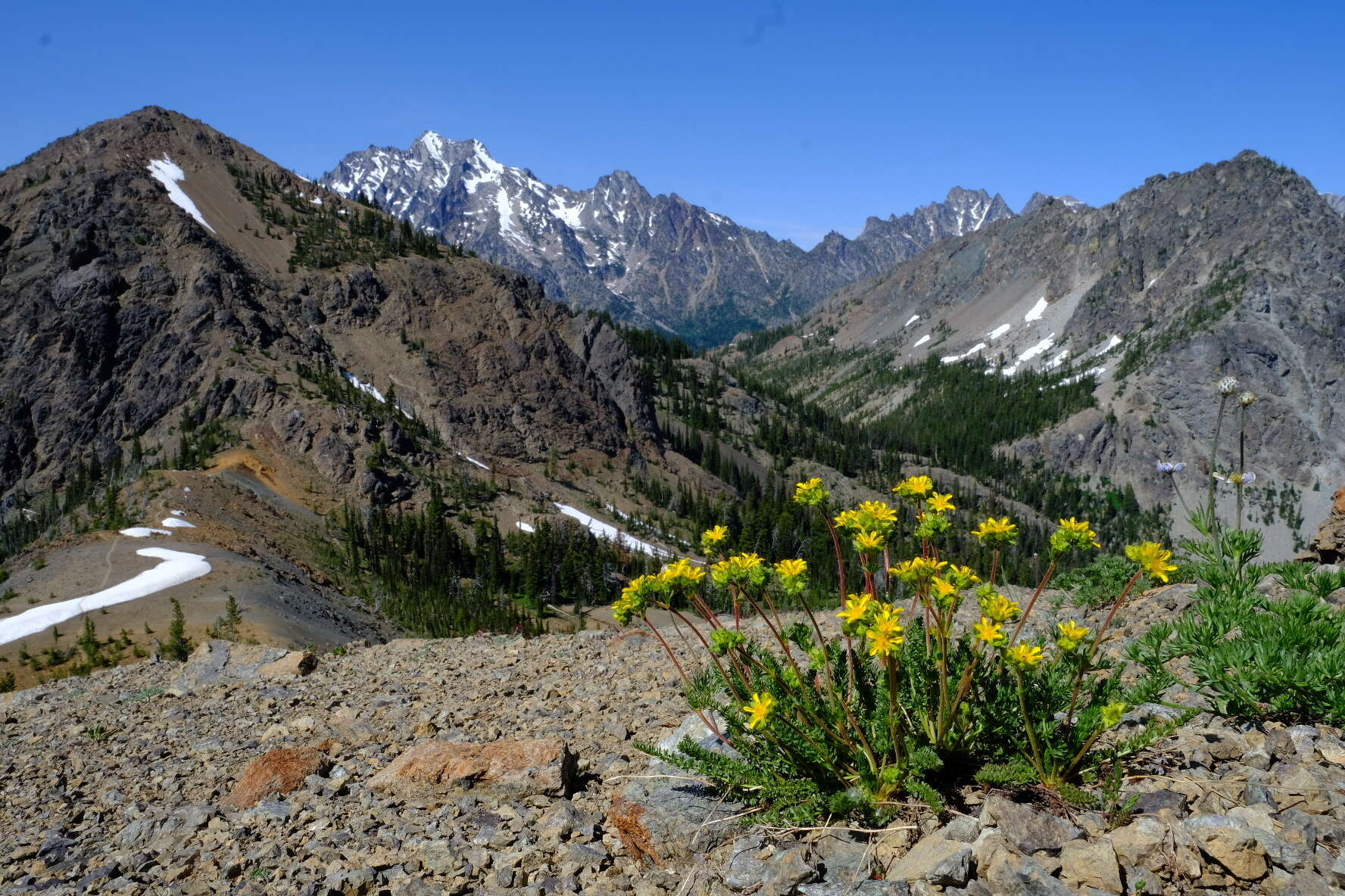 Image of Tweedy's ivesia