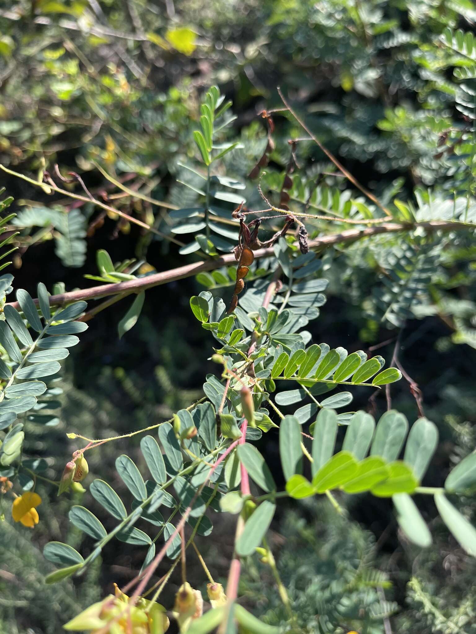 Image of Aeschynomene nodulosa (Baker) Baker fil.