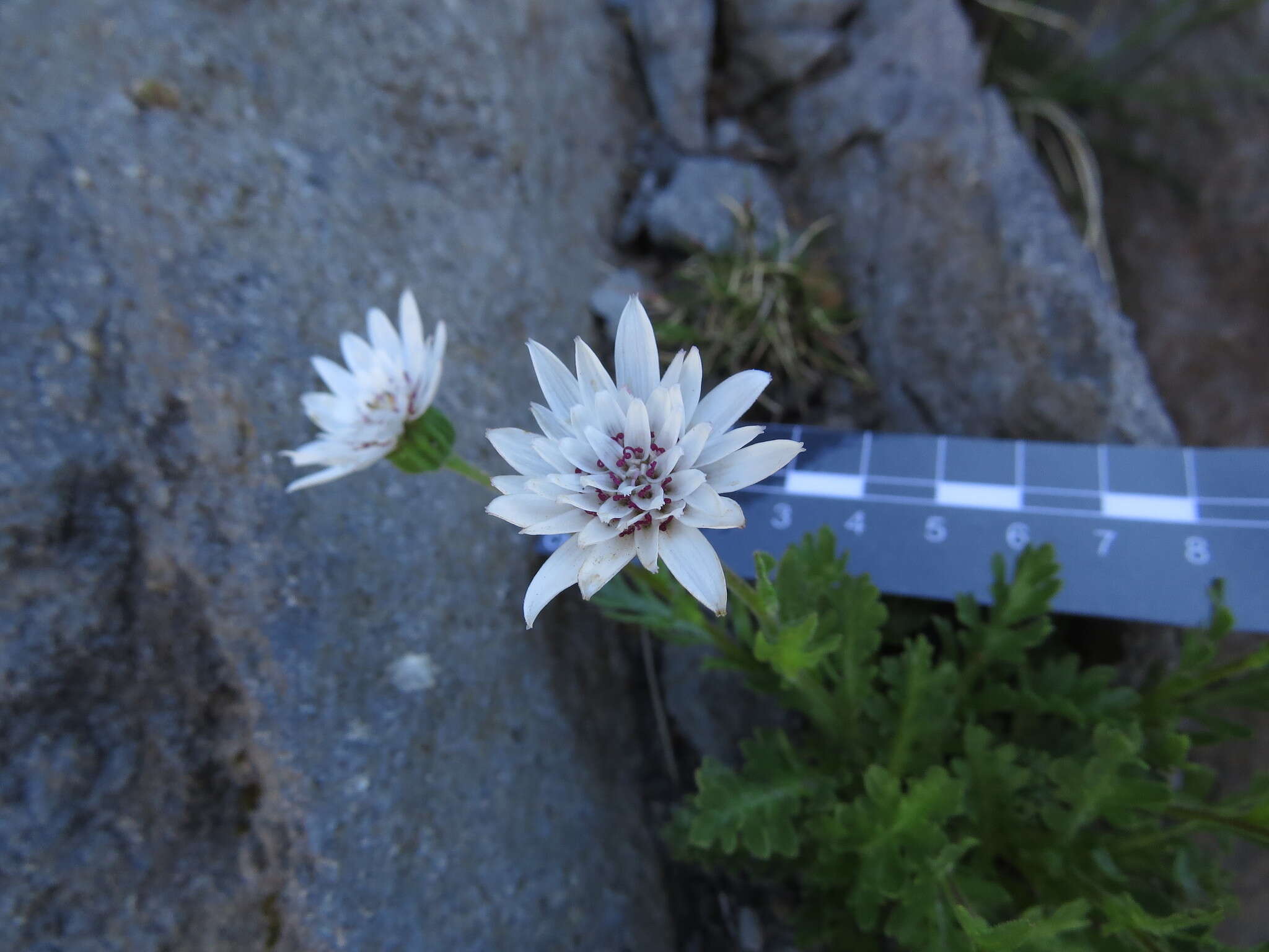 Leucheria papillosa Cabrera resmi