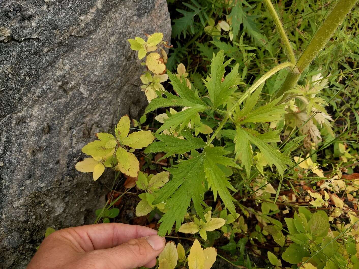 Imagem de Ranunculus pensylvanicus L. fil.