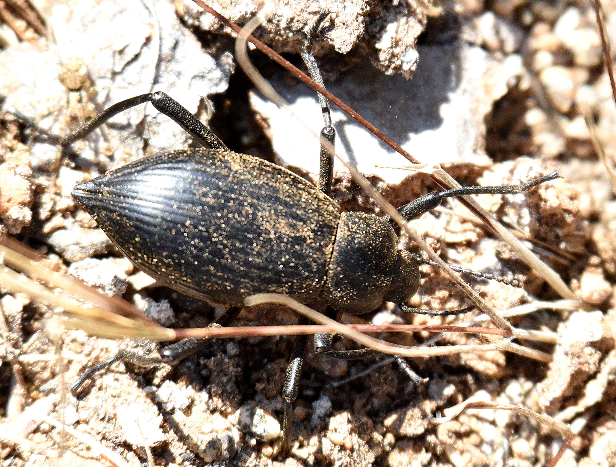 Image of Eleodes (Eleodes) eschscholtzii Solier 1848