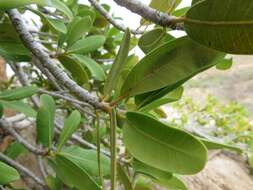 Слика од Ficus ilicina (Sond.) Miq.