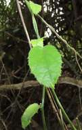 Image of Pyrenacantha scandens (Thunb.) Planch. ex Harv.