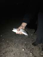 Image of Sand Seatrout