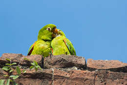 Image of Hispaniolan Conure