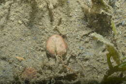 Image of Button Coral