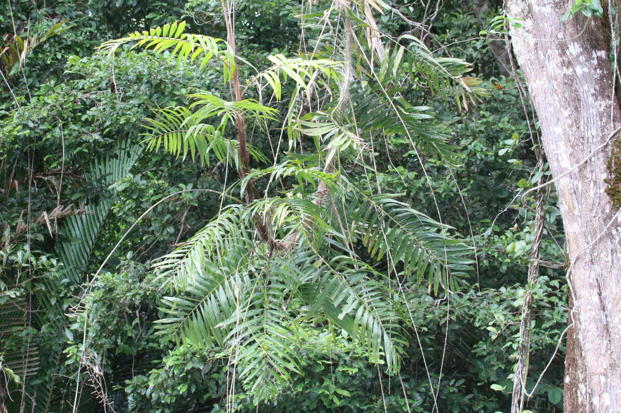 Image of Hairy Mary