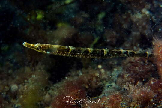 Image of Black-striped Pipefish