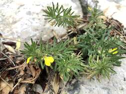 Image of Ground-pine