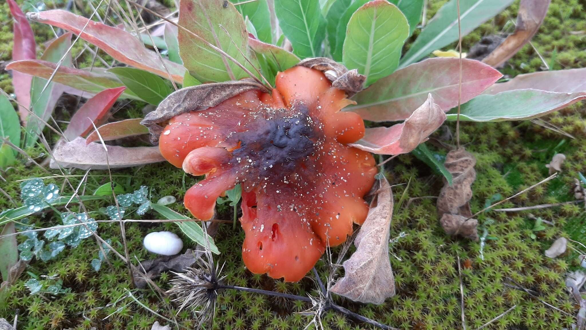 Image of Hygrocybe conicoides (P. D. Orton) P. D. Orton & Watling 1969