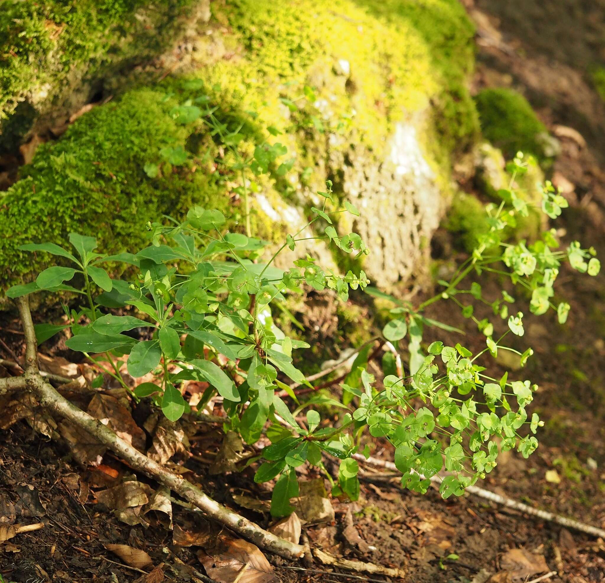 Image of Euphorbia amygdaloides subsp. amygdaloides