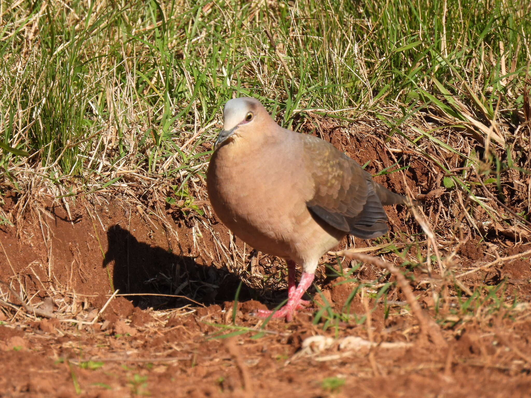 Image of Gray Fronted Dove